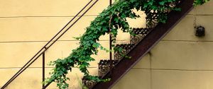 Превью обои лестница, растение, стена, минимализм