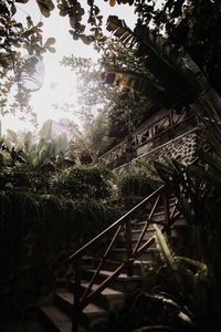 Превью обои лестница, растения, тропический, декоративный, здание