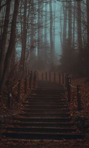 Превью обои лестница, ступеньки, лес, деревья, мгла, туман