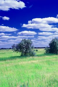 Превью обои лето, поле, трава, деревья, облака, небо