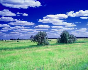 Превью обои лето, поле, трава, деревья, облака, небо