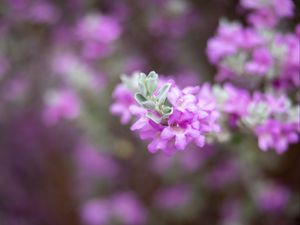 Превью обои леукофиллум, цветы, соцветие, фиолетовый, весна