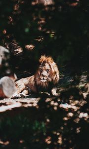 Превью обои лев, большая кошка, дерево, ветка, хищник