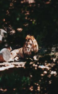 Превью обои лев, большая кошка, дерево, ветка, хищник