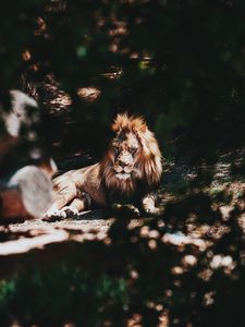 Превью обои лев, большая кошка, дерево, ветка, хищник