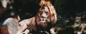 Превью обои лев, большая кошка, дерево, ветка, хищник