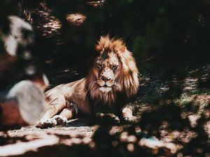 Превью обои лев, большая кошка, дерево, ветка, хищник
