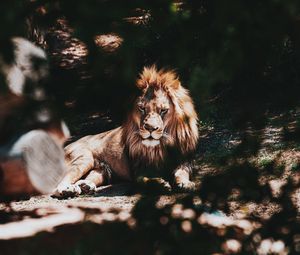 Превью обои лев, большая кошка, дерево, ветка, хищник