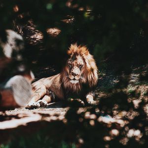 Превью обои лев, большая кошка, дерево, ветка, хищник