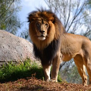 Превью обои лев, большая кошка, хищник