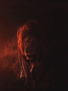 Превью обои лев, большая кошка, хищник, царь зверей, дикая природа