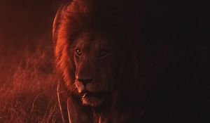 Превью обои лев, большая кошка, хищник, царь зверей, дикая природа