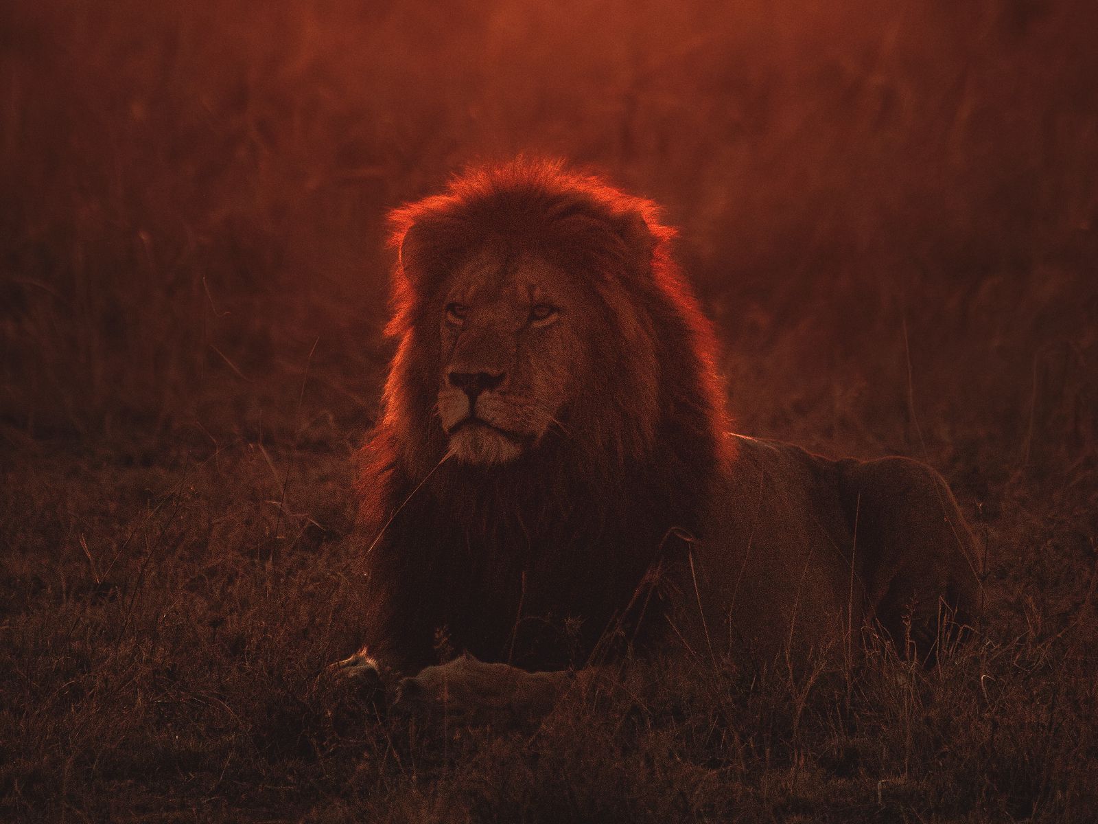 Темный фон со львом
