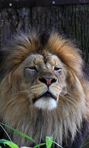Превью обои лев, большая кошка, хищник, трава, сонный