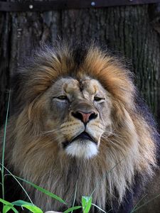Превью обои лев, большая кошка, хищник, трава, сонный