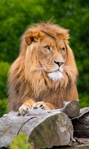 Превью обои лев, большая кошка, царь зверей