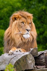 Превью обои лев, большая кошка, царь зверей