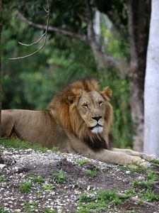 Превью обои лев, большая кошка, царь зверей, деревья