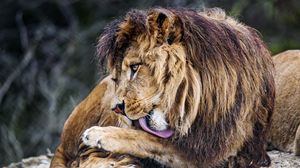 Превью обои лев, большая кошка, высунутый язык, хищник