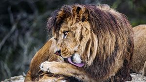 Превью обои лев, большая кошка, высунутый язык, хищник