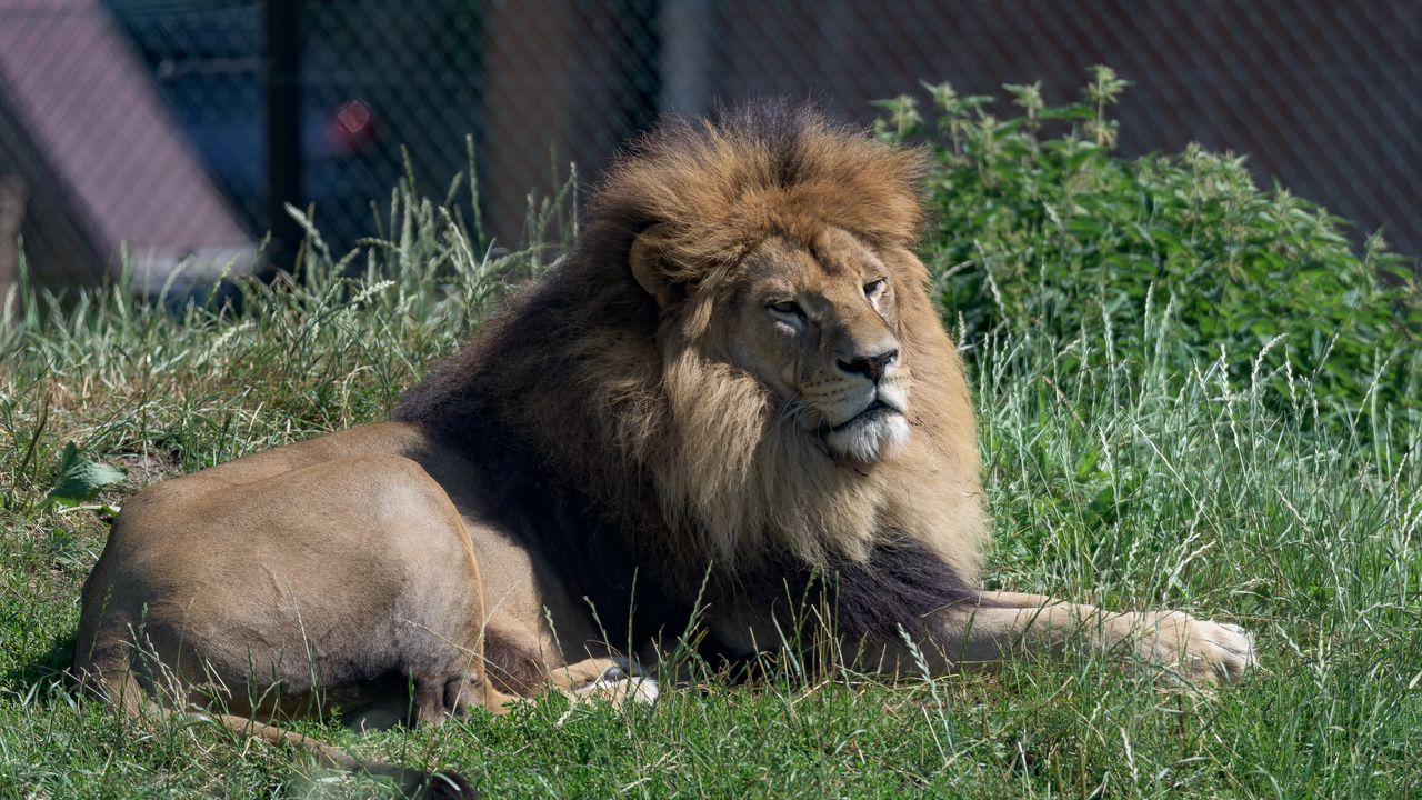 Обои лев, большая кошка, животное, трава
