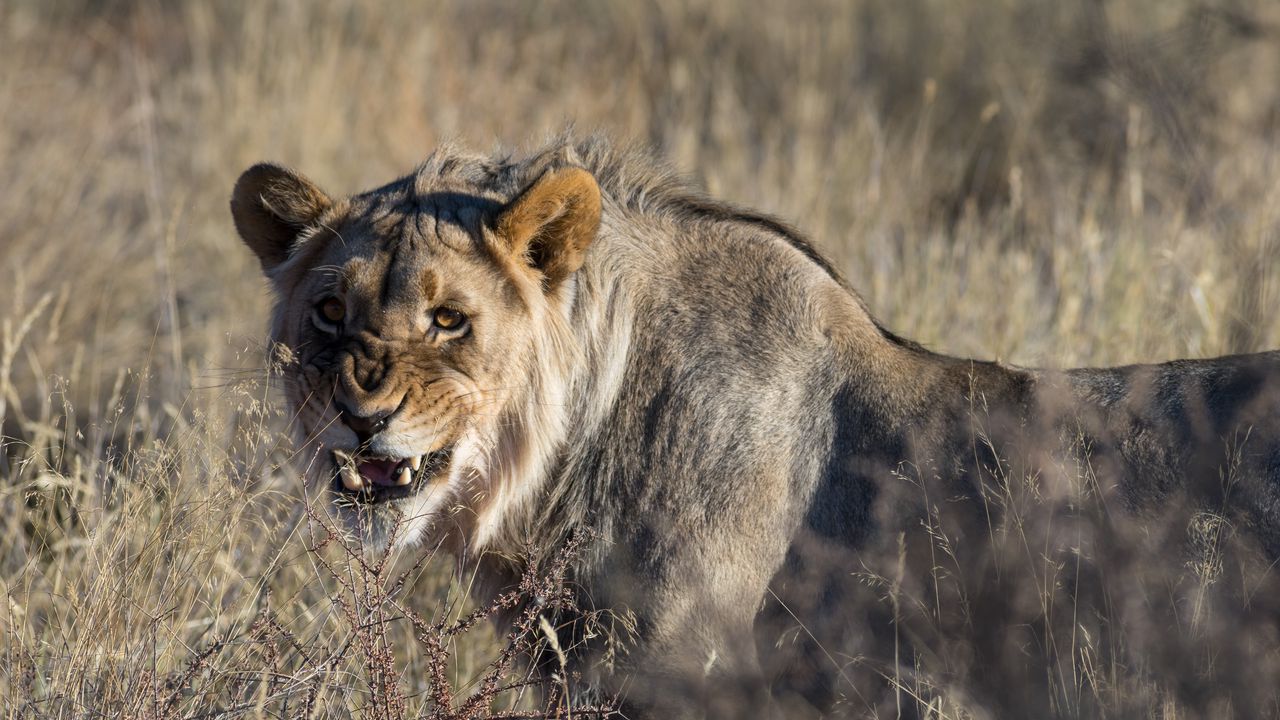 Обои лев, большая кошка, злость, агрессия