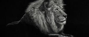Превью обои лев, чб, большая кошка, царь зверей, грива