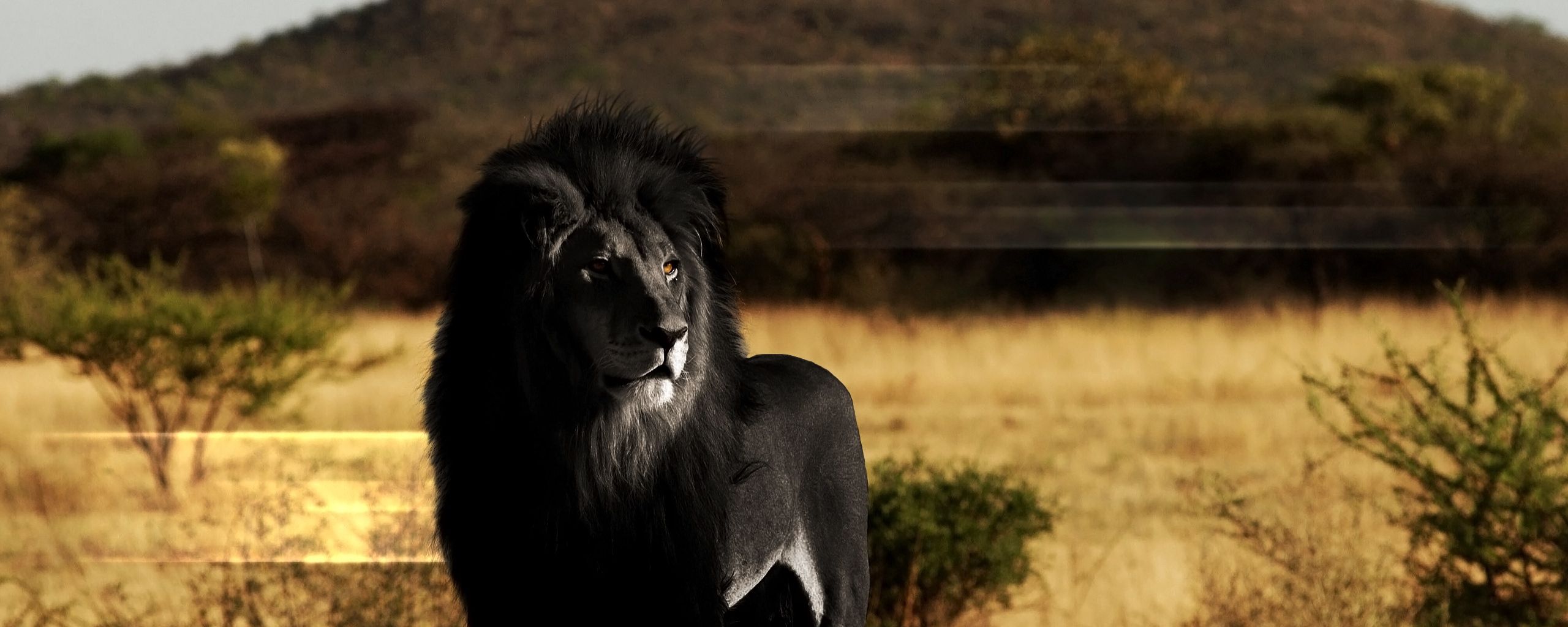 Черный Лев в природе