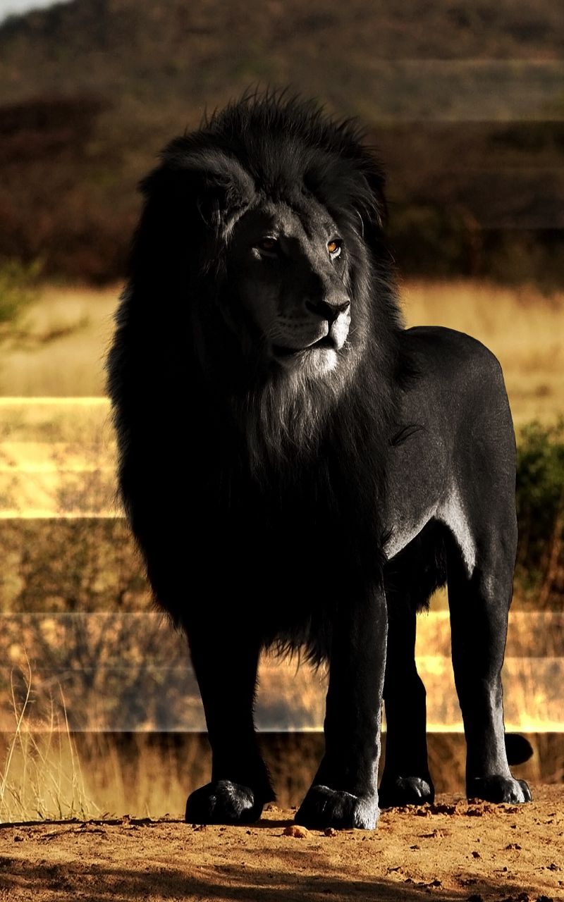 См черный лев. Лион Шер. Лев меланист. Черный Капский Лев. Черногривый Лев.