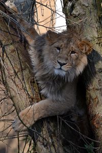 Превью обои лев, дерево, зверь, большая кошка, дикая природа
