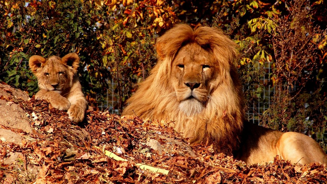 Обои лев, детеныш, грива, листья, осень