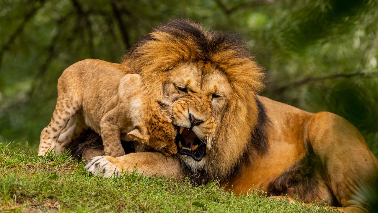 Обои лев, детеныш, игривый, хищник, дикая природа