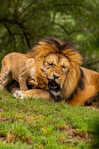Превью обои лев, детеныш, игривый, хищник, дикая природа