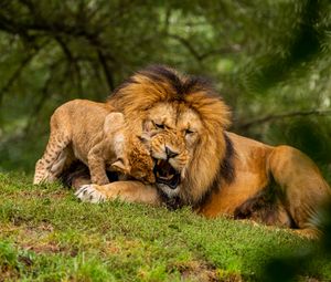 Превью обои лев, детеныш, игривый, хищник, дикая природа