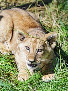 Превью обои лев, детеныш, взгляд, забавный, трава