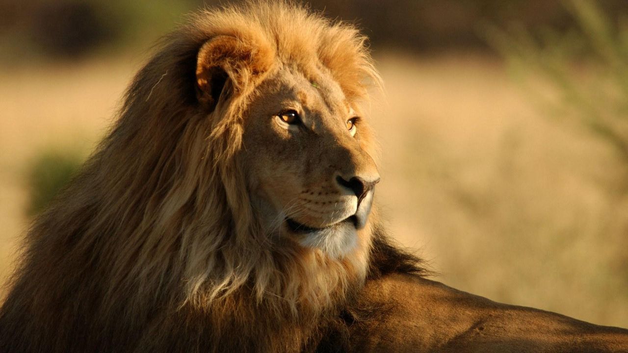 Обои лев, грива, большая кошка, взгляд, царь зверей, хищник