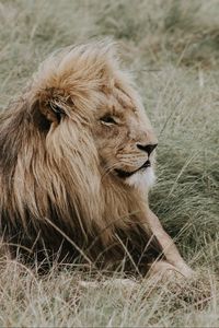Превью обои лев, грива, хищник, царь зверей