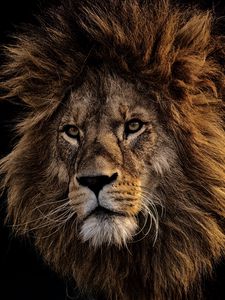 Превью обои лев, грива, хищник, царь зверей, морда
