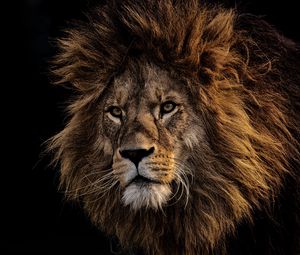 Превью обои лев, грива, хищник, царь зверей, морда