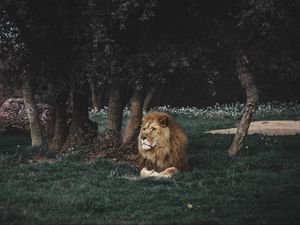 Превью обои лев, грива, хищник, большая кошка, дикая природа