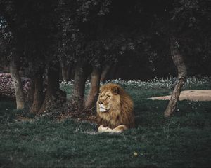 Превью обои лев, грива, хищник, большая кошка, дикая природа