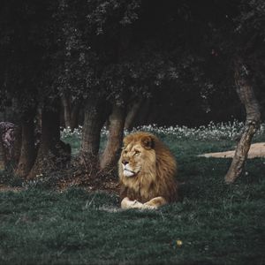 Превью обои лев, грива, хищник, большая кошка, дикая природа