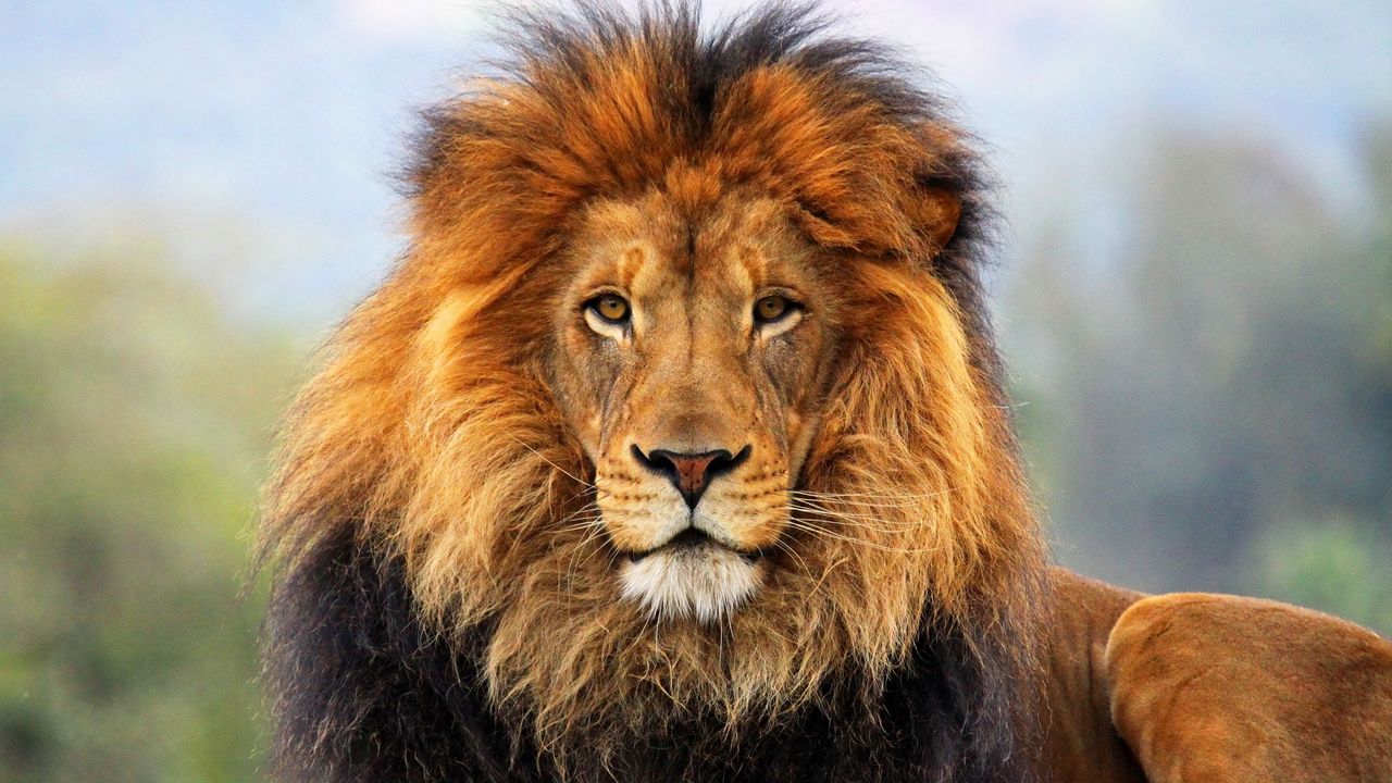 Обои лев, грива, взгляд, ожидание, большая кошка, хищник, царь, зверей