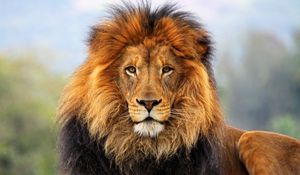 Превью обои лев, грива, взгляд, ожидание, большая кошка, хищник, царь, зверей