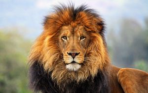 Превью обои лев, грива, взгляд, ожидание, большая кошка, хищник, царь, зверей