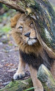 Превью обои лев, хищник, большая кошка, дерево
