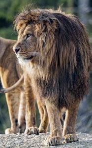 Превью обои лев, хищник, большая кошка, профиль, взгляд