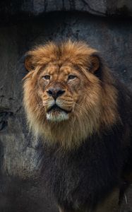 Превью обои лев, хищник, большая кошка, животное