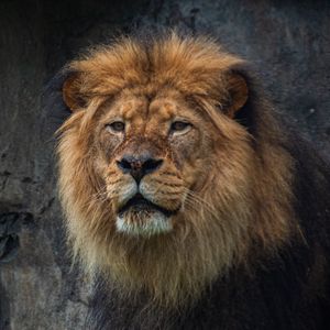 Превью обои лев, хищник, большая кошка, животное