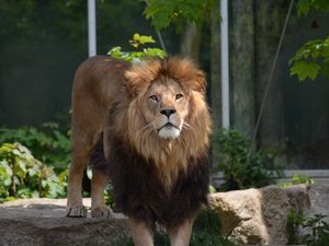 Превью обои лев, хищник, большая кошка, листья
